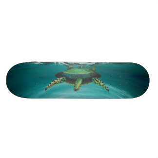 Turtle crossing skateboard