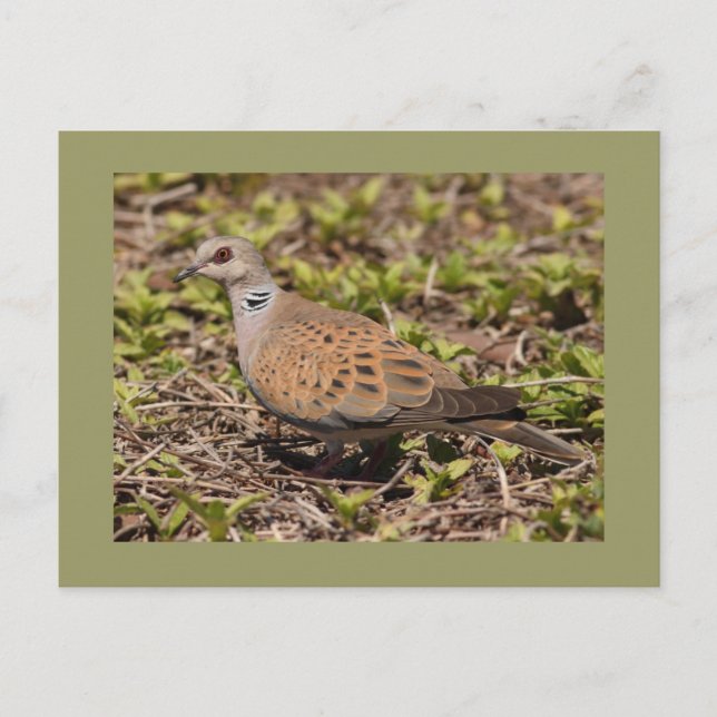 Turtle Dove Postcard (Front)