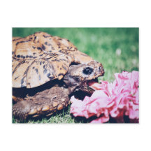 TURTLE EATING A FLOWER POSTCARD
