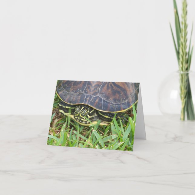 Turtle face peeking out of shell on blank note card (Front)