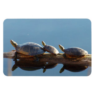 Turtle Family Sunning Flexible Magnet