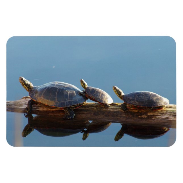 Turtle Family Sunning Flexible Magnet (Horizontal)