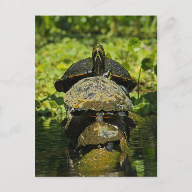 Turtle High Postcard (Front)