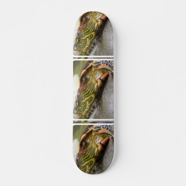 Turtle Identification Skateboard (Front)