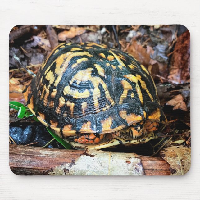 Turtle in the Forest, Chester, South Carolina Post Mouse Pad (Front)