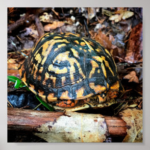 Turtle in the Forest, Chester, South Carolina Poster