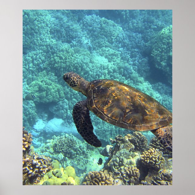 turtle in the sea poster (Front)
