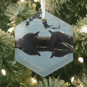Turtle Interaction Ornament