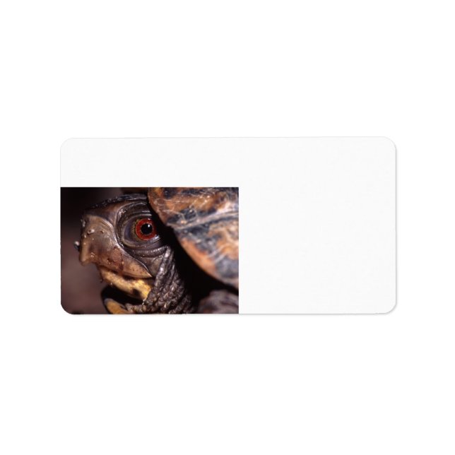 turtle label (Front)