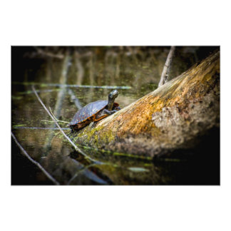 Turtle Log Photo Print