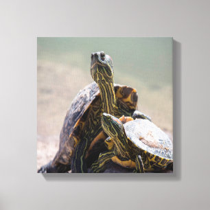 Turtle Love Canvas Print