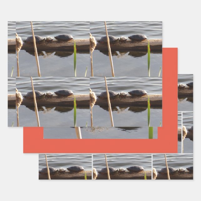 Turtle Lover Wrapping Paper Flat Shts Set of 3 (Set)