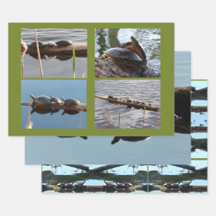 Turtle Lover Wrapping Paper Flat Shts Set of 3
