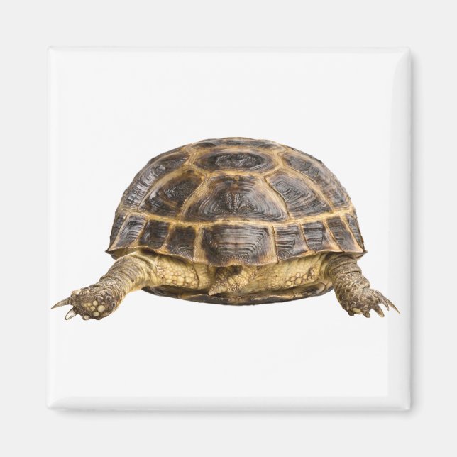 Turtle Magnet (Front)