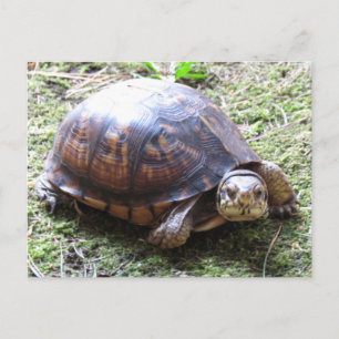 Turtle - Mossy Path Postcard