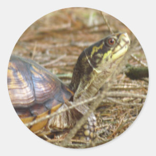 Turtle - Neck Out Classic Round Sticker