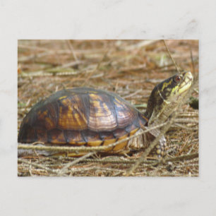 Turtle - Neck Out Postcard