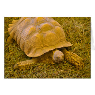 Turtle Note Card