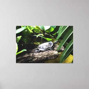 Turtle on a Log Canvas Print