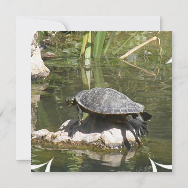 Turtle on a Rock Invitation (Front)
