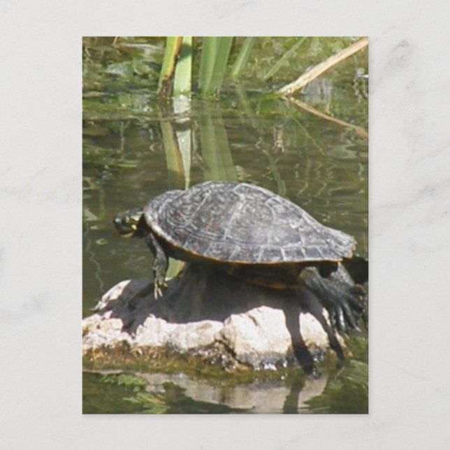 Turtle on a Rock Postcard (Front)