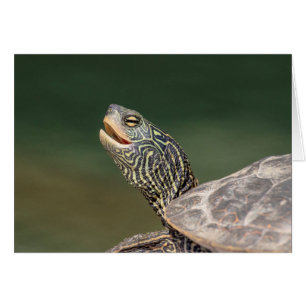 Turtle on LaChute River