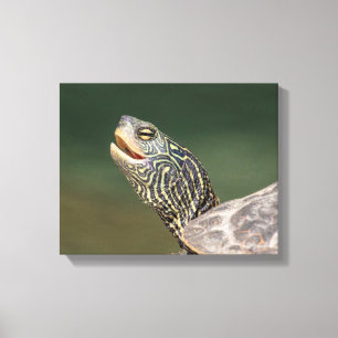Turtle on LaChute River Canvas Print