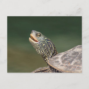 Turtle on LaChute River Postcard