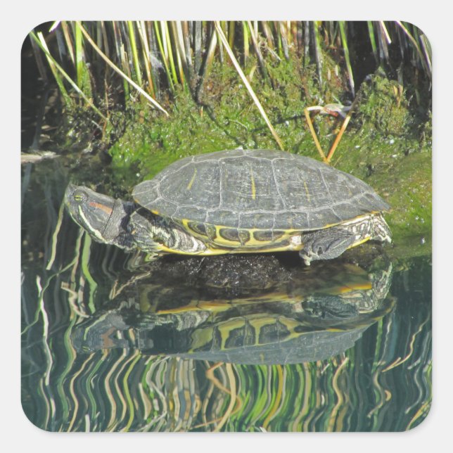Turtle on Rock Water Reflection Photo Wildlife Square Sticker (Front)