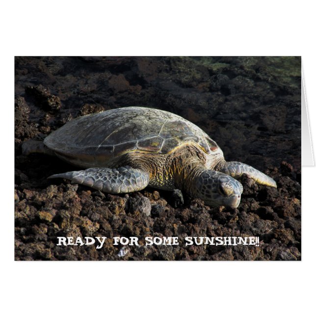 Turtle on the Lava (Front Horizontal)