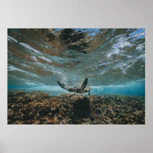 TURTLE ON THE MOVE POSTER