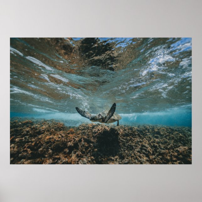 TURTLE ON THE MOVE POSTER (Front)