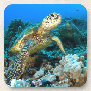 Turtle Pair Coaster