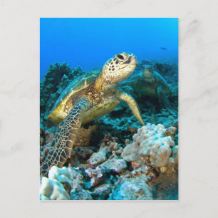 Turtle Pair Postcard