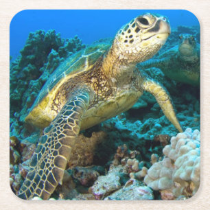 Turtle Pair Square Paper Coaster