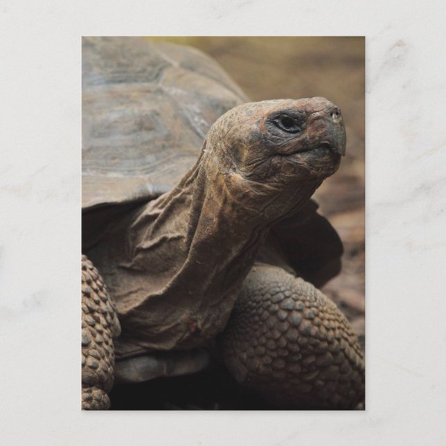 Turtle photo postcard (Front)