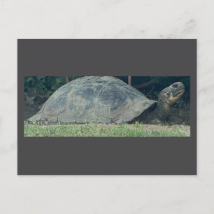 Turtle Photo Postcard