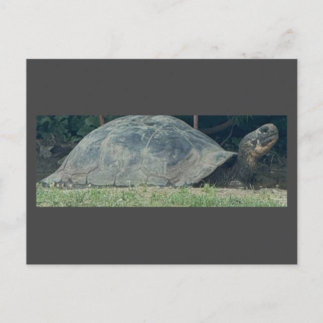 Turtle Photo Postcard (Front)