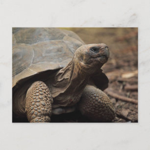 Turtle photo postcard