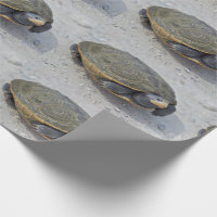 Turtle Photo