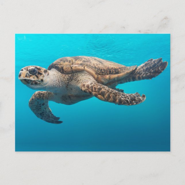 Turtle Photograph Blue Ocean Postcard (Front)