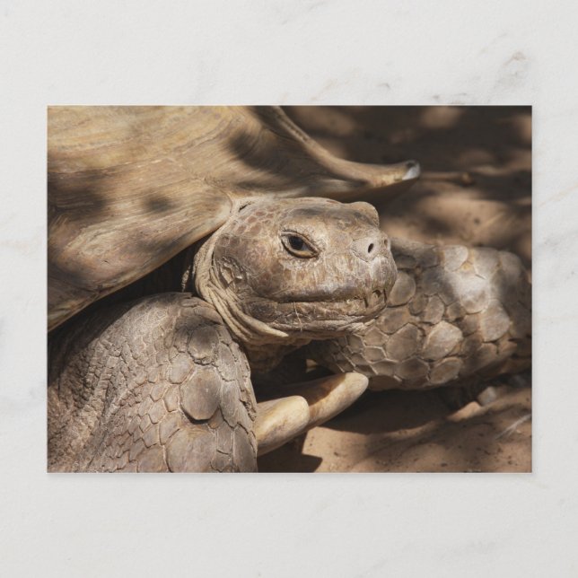 Turtle Postcard (Front)