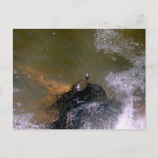 Turtle Postcard (Front)