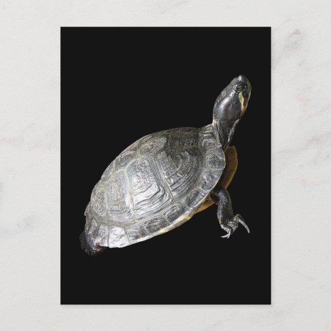 Turtle Postcard (Front)