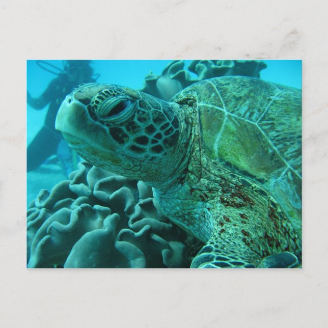 Turtle Postcard (Front)
