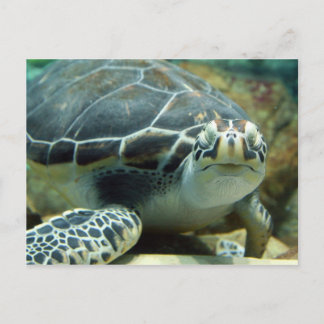 Turtle Postcard