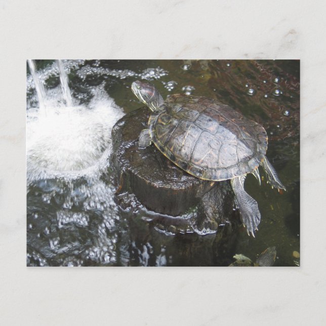Turtle Postcard (Front)