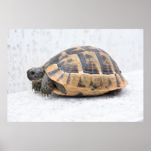 Turtle Poster