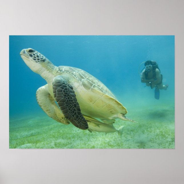 Turtle Poster (Front)