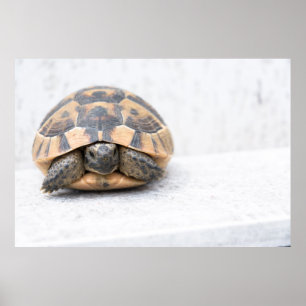 Turtle Poster